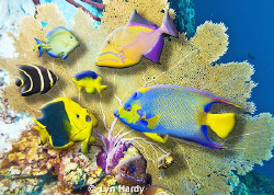 3D composite of fish from various locations in the Caribb... by Lyn Hardy 